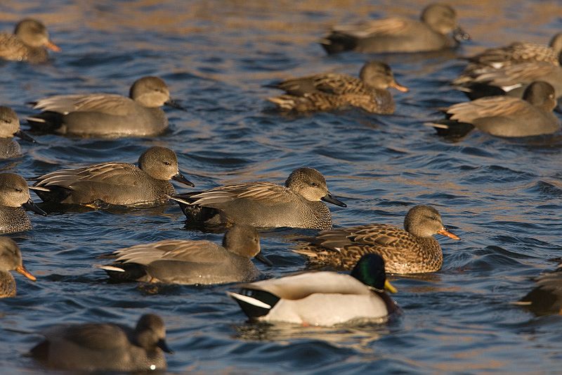 Anas strepera Krakeend Gadwall